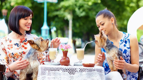 Dog-Friendly Cafes & Coffee Shops in Northern New Jersey, NJ