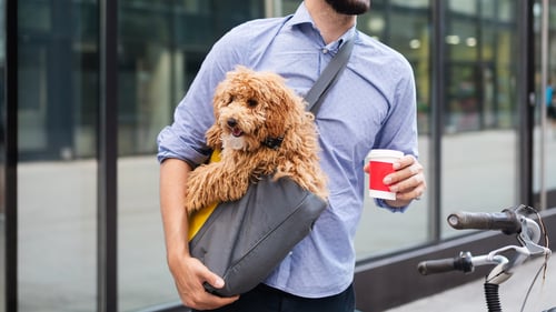 Dog-Friendly Cafes & Coffee Shops in Queens, NY