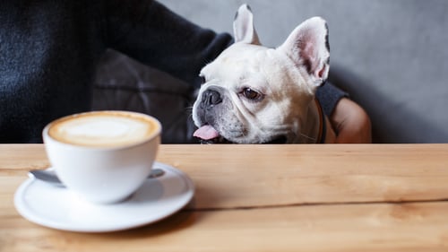 Dog-Friendly Cafes & Coffee Shops in San Francisco, CA