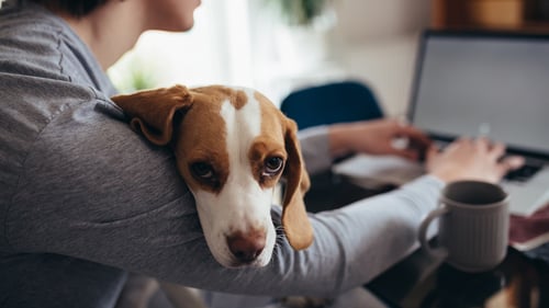 Dog-Friendly Cafes & Coffee Shops in Southern New Jersey, NJ