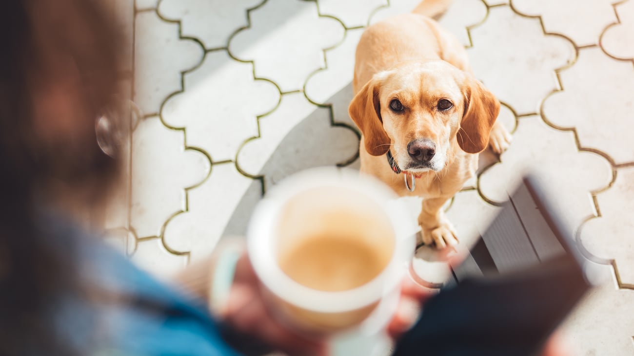 Dog-Friendly Cafes & Coffee Shops in Vancouver, WA