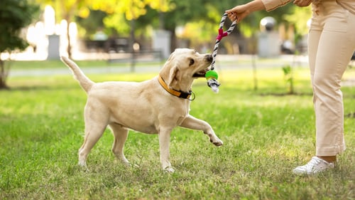 The Top Dog Parks in Thousand Oaks, CA