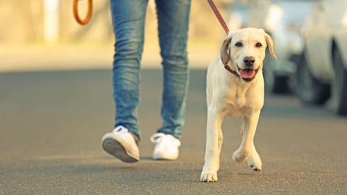 The Top Dog Walkers in Thousand Oaks, CA