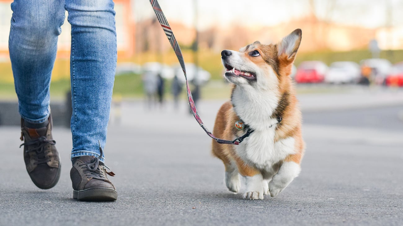 The Top Dog Walkers in Southern New Jersey