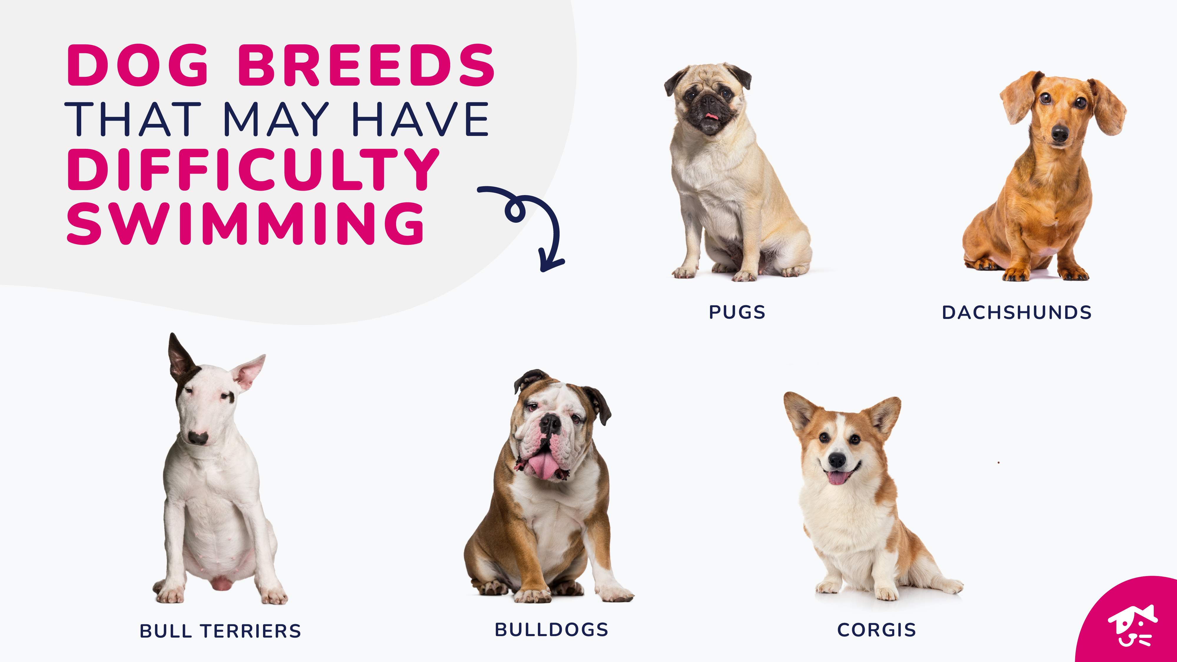 Infographic showing dog breeds that may have difficulty swimming.