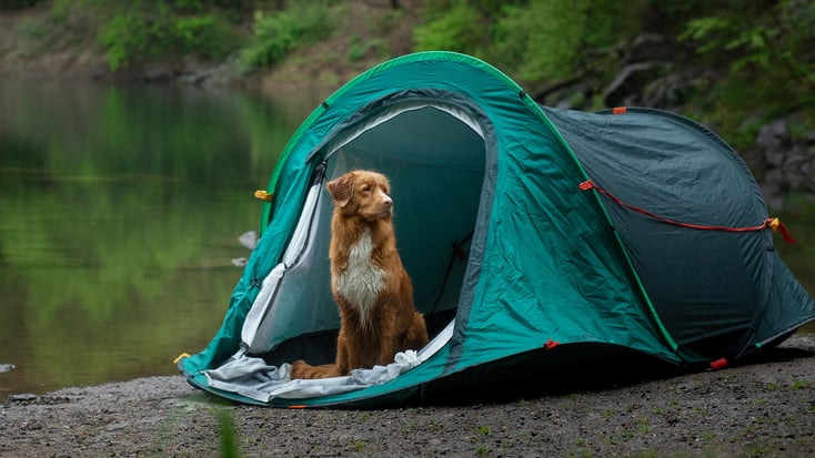Dog camping in a tent