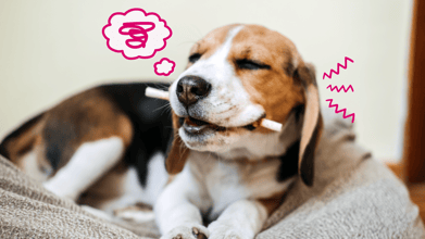 How to Treat Dental Pain in Dogs: 8 Ways