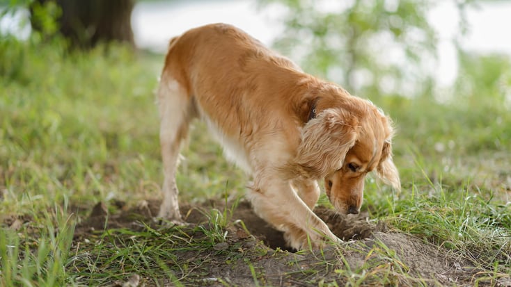 A dog digging in the ground