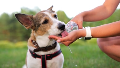 Dog drinking water from a bottle