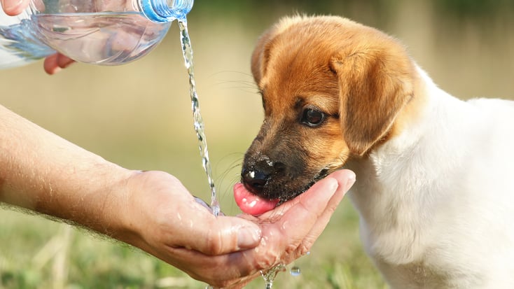 Dog drinking water from owners hand