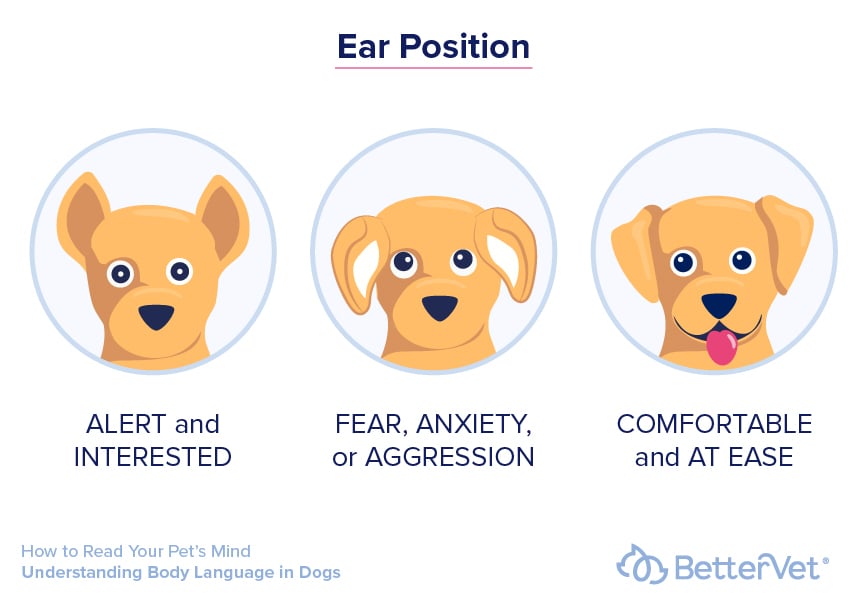 How to Read Your Dog's Body Language 6 Tips BetterVet