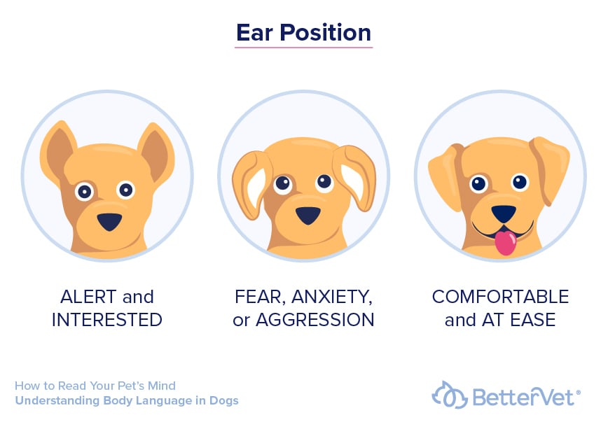 dog-ear-position-infographic