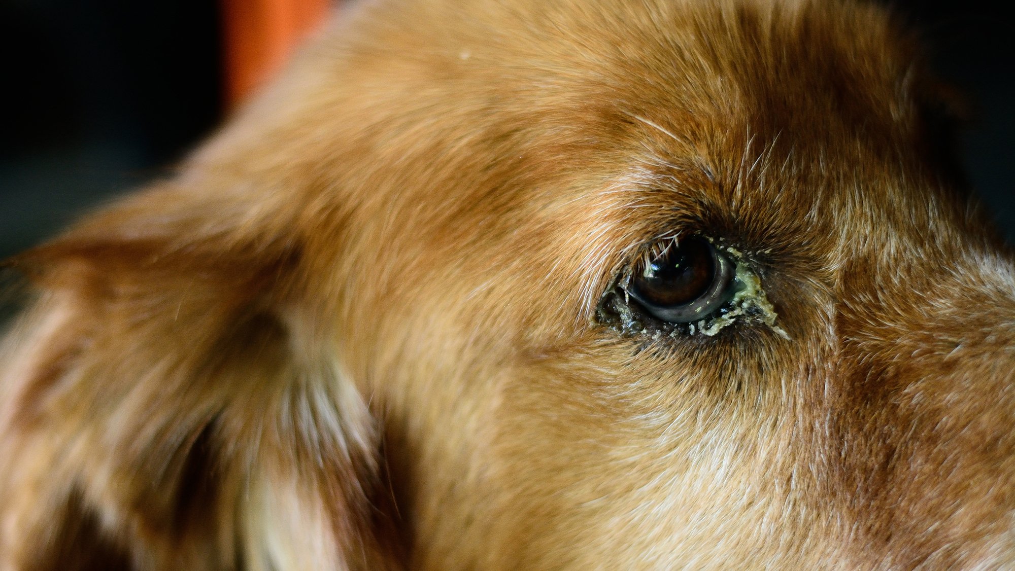 Dog Eye Infections Causes Symptoms Treatment BetterVet