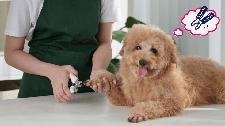 A pet parent clipping their dog's nails on the counter at home.