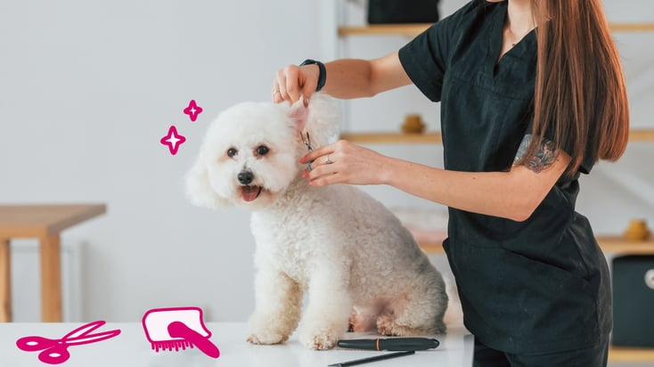 A pet groomer trimming the hair around a poodle's ears.