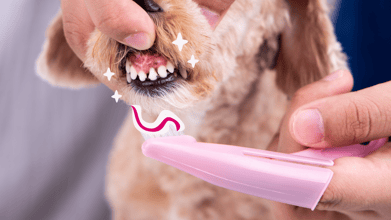A veterinarian performing a veterinary pet dental cleaning on a dog.
