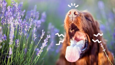 Seasonal Allergies in Dogs: Symptoms and Treatments