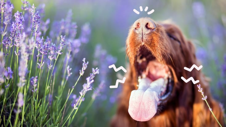 A dog with seasonal allergies sneezing in a field of flowers.