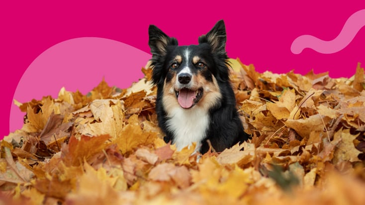 Dog on top of pile of autumn leaves