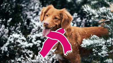 Top Winter Care Tips for Dogs