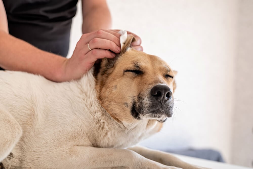 Natural ear flush outlet for dogs