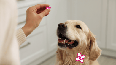 A dog receiving pain medication from its owner.