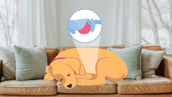 Illustration of a dog resting on a couch with abdominal pain from pancreatitis
