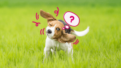 Dog Back Leg Shaking? 14 Reasons And What Dog Owners Need To Know