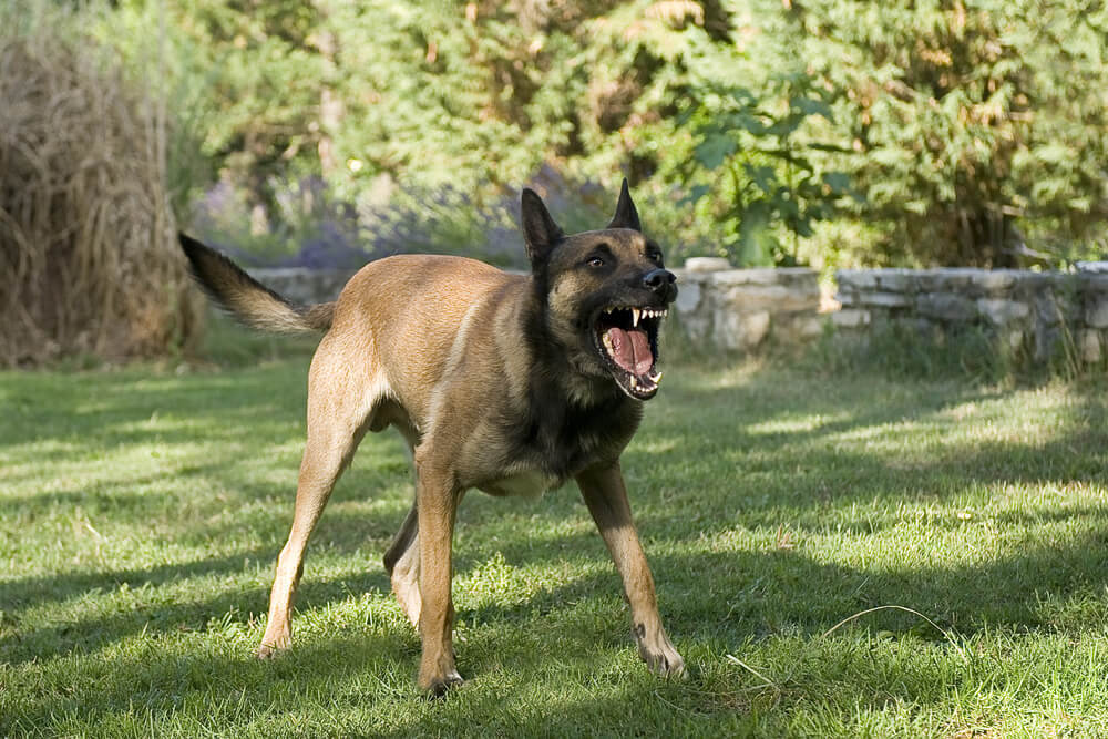 Dog showing sale aggression