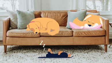 Dog sleeping positions illustration 
