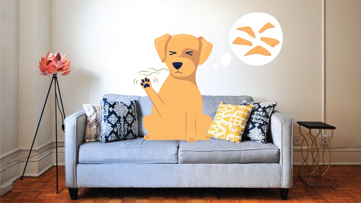 Illustration of a dog on a couch with stinky feel that smell like Fritos.