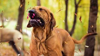 A dog excessively sneezing in a wooded area
