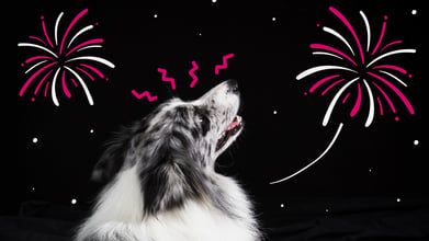 An anxious dog staring at the sky during a fireworks show on July 4th.