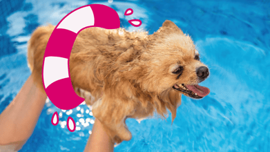 An owner holding their dog while swimming in a pool with a life preserver.