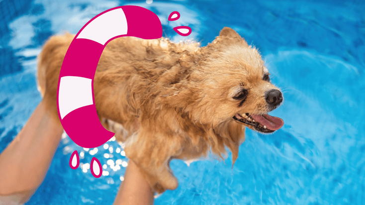 An owner holding their dog while swimming in a pool with a life preserver.