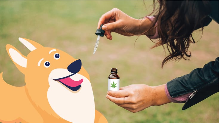 Illustration of a dog taking CBD drops from their owner.