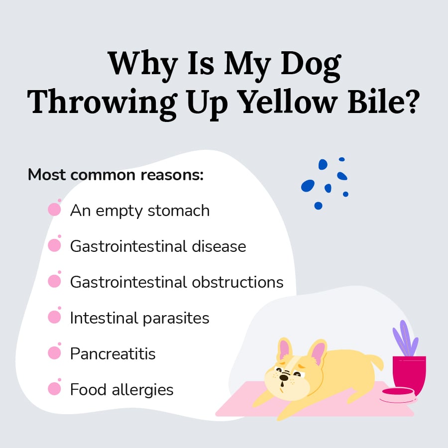 why is my dog throwing up yellow liquid and white foam
