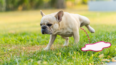 Why is My Dog Peeing so Much? 11 Possible Causes