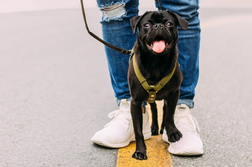 The Top Dog Walkers in Charlotte, NC