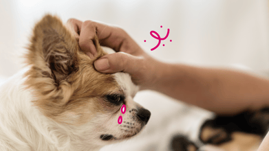 An owner scratching the head of their dog with dermatitis symptoms.