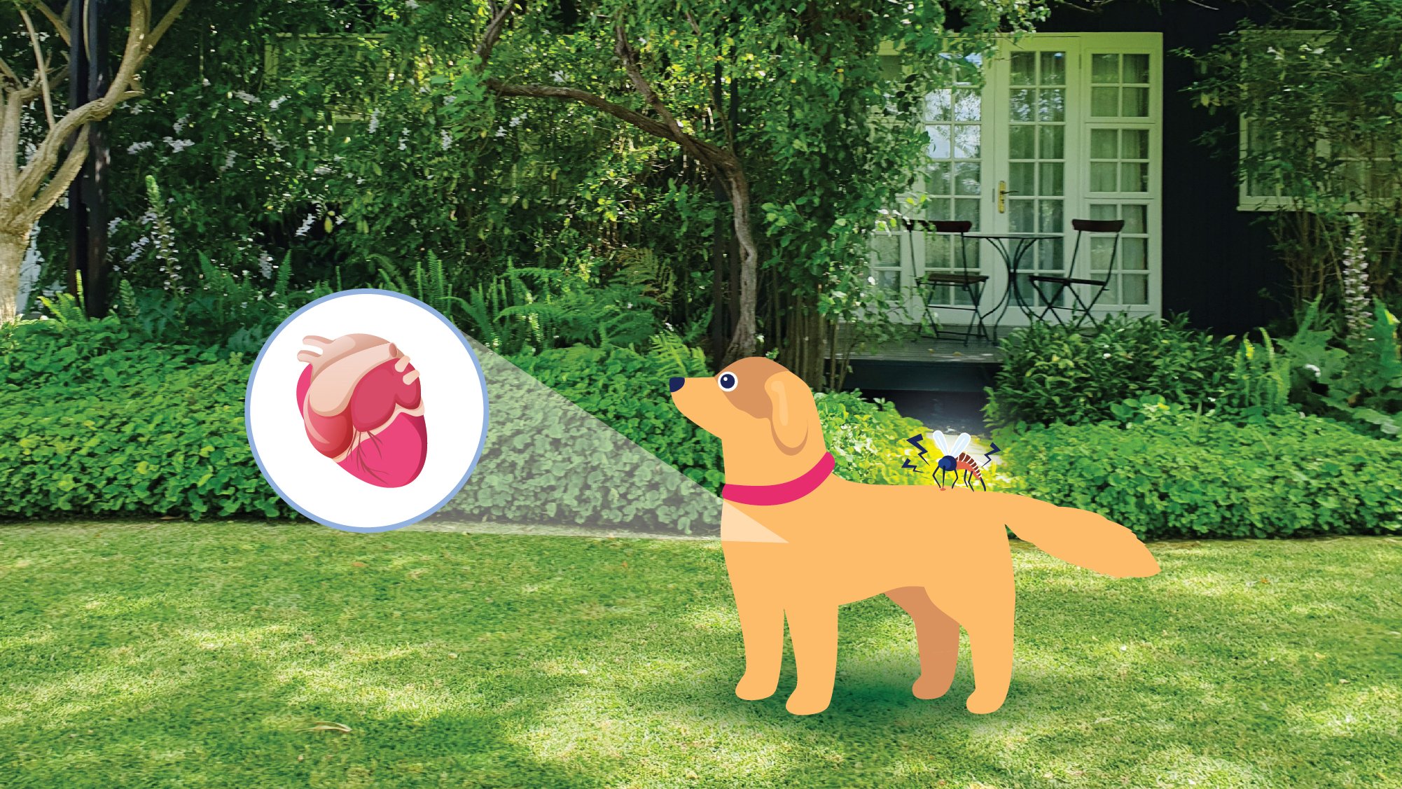 Heartworm prevention for hot sale dogs without vet