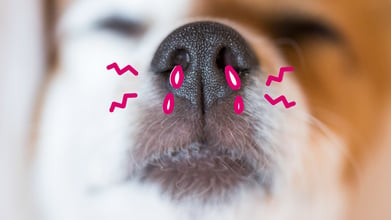 A dog with nasal stenosis experiencing problems.