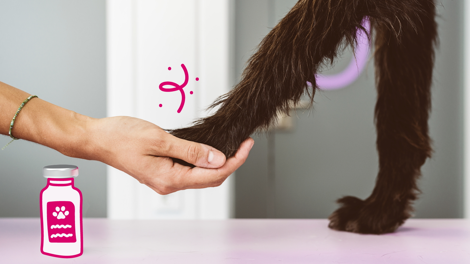 Solensia For Cats: A New Treatment For Osteoarthritis Pain | BetterVet