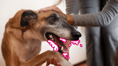 A dog with rabies foaming at the mouth.