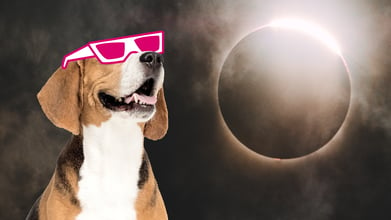 A dog wearing glasses staring at the solar eclipse.