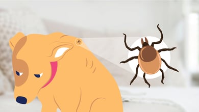 Illustration of a tick biting a dog to transmit Lyme disease