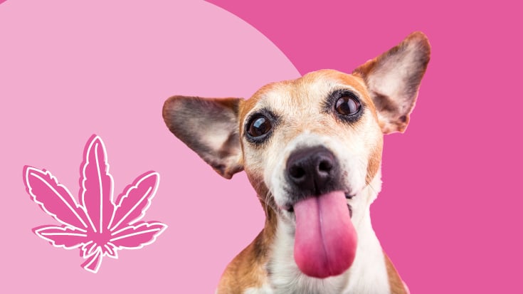 What happens when dogs eat weed fashion