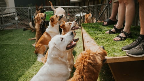 The Top-Rated Doggy Daycare in Orange County, CA