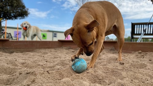 The Top-Rated Doggy Daycare in Santa Barbara, CA