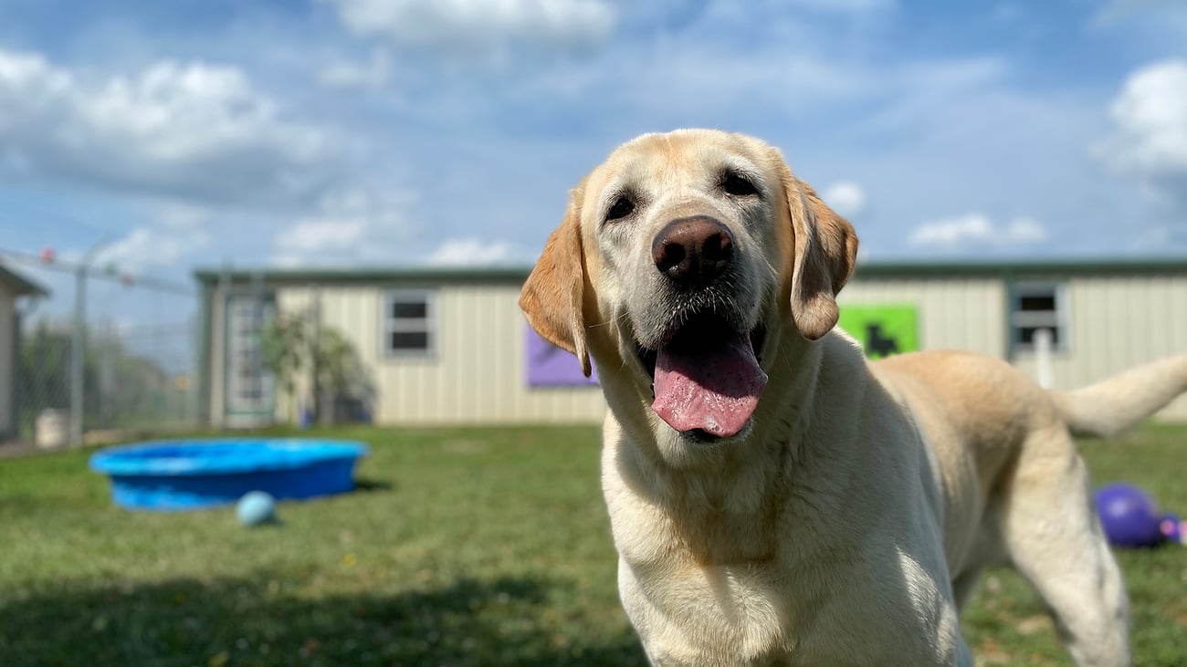 The Top-Rated Doggy Daycare in Thousand Oaks, CA